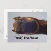 Paard 1 briefkaart (Voorkant / Achterkant)