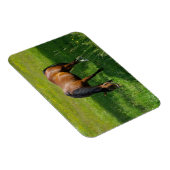 Paard #1 magneet (Rechterzijde)