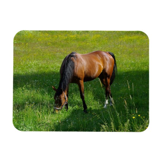 Paard #1 magneet (Horizontaal)