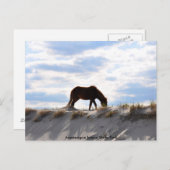 paard 2, Assemblée Island State Park Briefkaart (Voorkant / Achterkant)