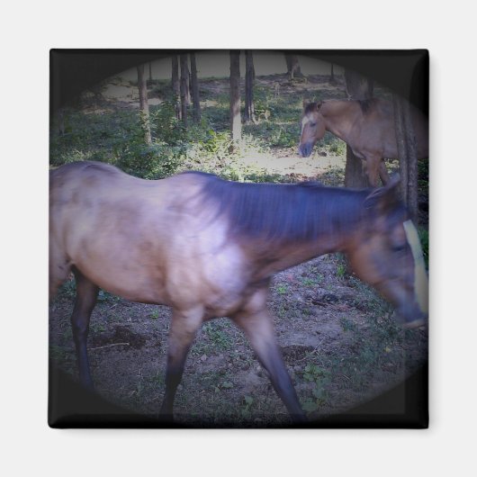 Paard 2 Magnet Magneet (Voorkant)