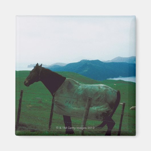 Paard achter hek magneet (Voorkant)