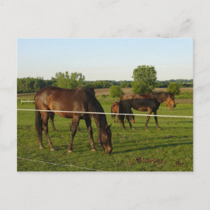 Paard Ansichtkaart Briefkaart