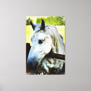*~* Paard AR22 Wit Paard over Omheining Canvas Afdruk