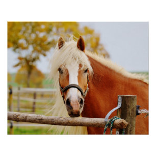 Paard Bij Hek Perfect Poster