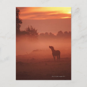 Paard bij zonsopgang briefkaart