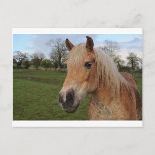 Paard Briefkaart