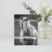 Paard Briefkaart (Staand voorkant)