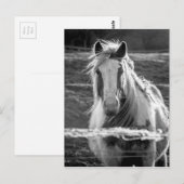 Paard Briefkaart (Voorkant / Achterkant)