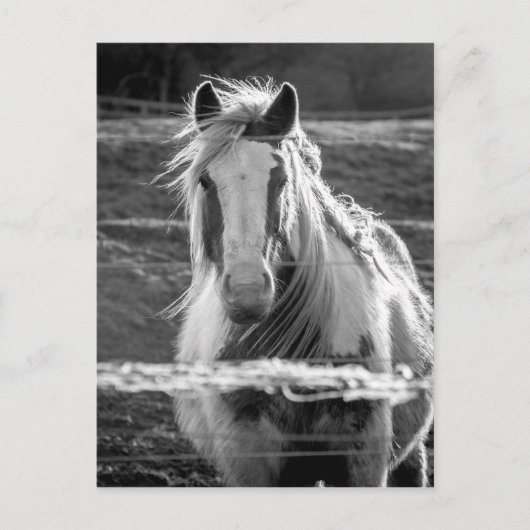 Paard Briefkaart (Voorkant)