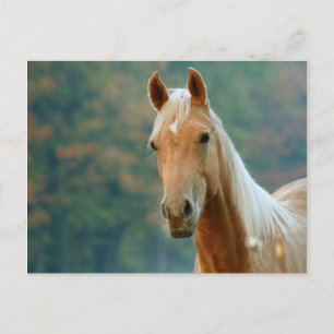 Paard Briefkaart