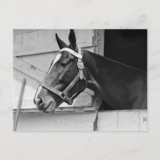 Paard Briefkaart (Voorkant)