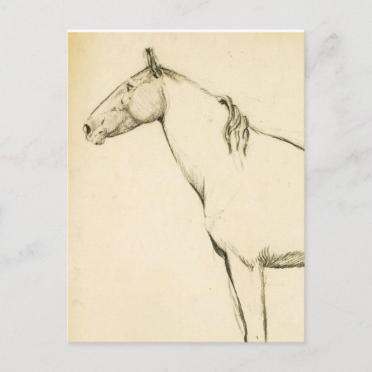 Paard Briefkaart (Voorkant)