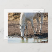 Paard Briefkaart (Voorkant / Achterkant)