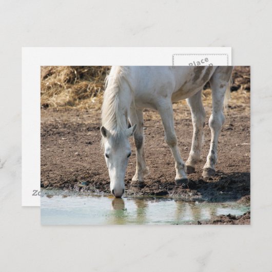 Paard Briefkaart (Voorkant / Achterkant)