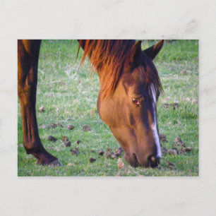 Paard Briefkaart