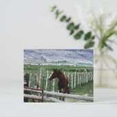Paard Briefkaart (Staand voorkant)
