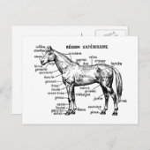 Paard Briefkaart (Voorkant / Achterkant)