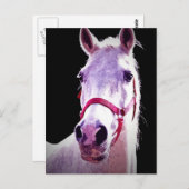 Paard Briefkaart (Voorkant / Achterkant)