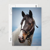 Paard Briefkaart (Voorkant / Achterkant)