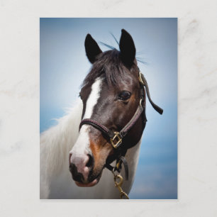 Paard Briefkaart