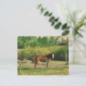 Paard Briefkaart (Staand voorkant)