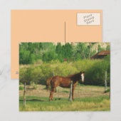 Paard Briefkaart (Voorkant / Achterkant)