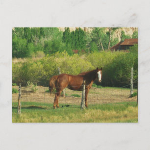 Paard Briefkaart