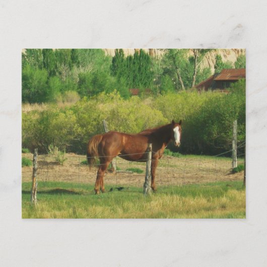 Paard Briefkaart (Voorkant)
