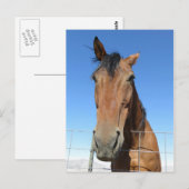 Paard Briefkaart (Voorkant / Achterkant)