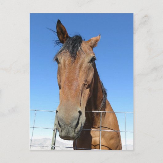 Paard Briefkaart (Voorkant)