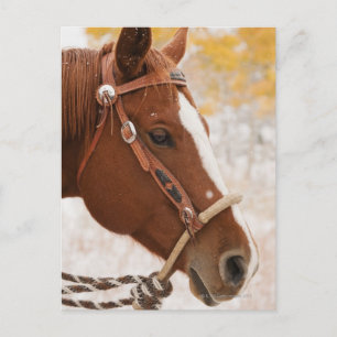 Paard Briefkaart