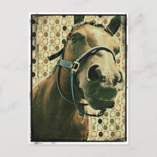 Paard Briefkaart (Voorkant)