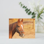 Paard Briefkaart (Staand voorkant)