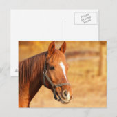 Paard Briefkaart (Voorkant / Achterkant)