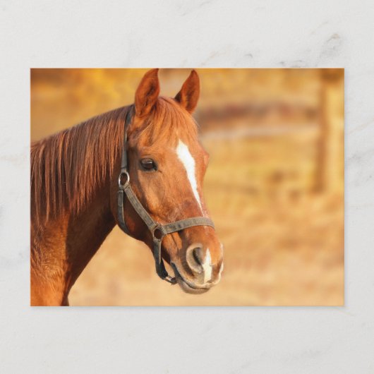 Paard Briefkaart (Voorkant)