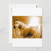 Paard Briefkaart (Voorkant / Achterkant)