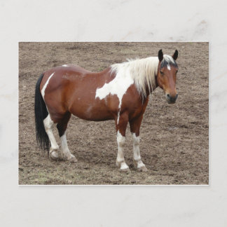 paard briefkaart