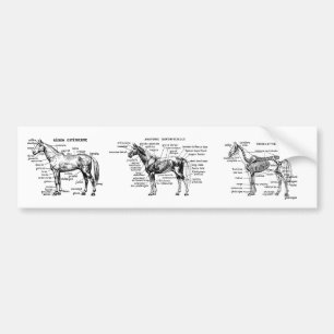 Paard Bumpersticker
