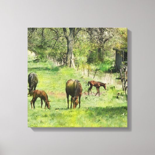 Paard & Colts in de wei - Square Canvas Art (Voorkant)