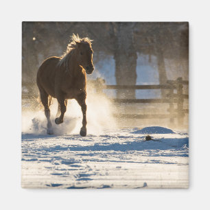 Paard dat door de sneeuw rent magneet