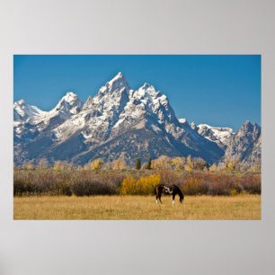 Paard en Grand Tetons, Moose Head Ranch Poster