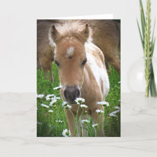 Paard en madeliefjes kaart