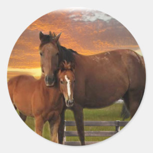 Paard en pony ronde sticker