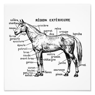 Paard Foto Afdruk
