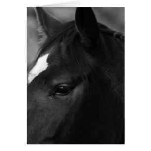 Paard gccna