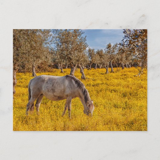 Paard grazen in een gele bloemen weide briefkaart (Voorkant)