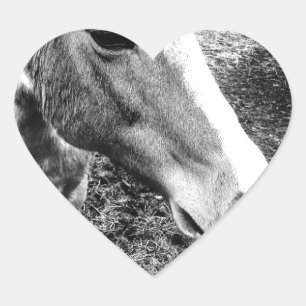 Paard Hart Sticker