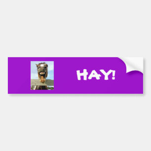 Paard, HAY. Bumpersticker