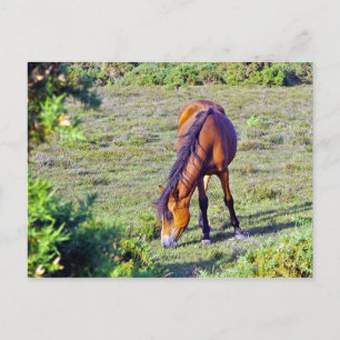 Paard in de wei briefkaart